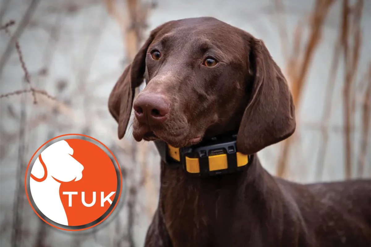 Tails Up Kennels brand and website work by DAY2DAY Marketing